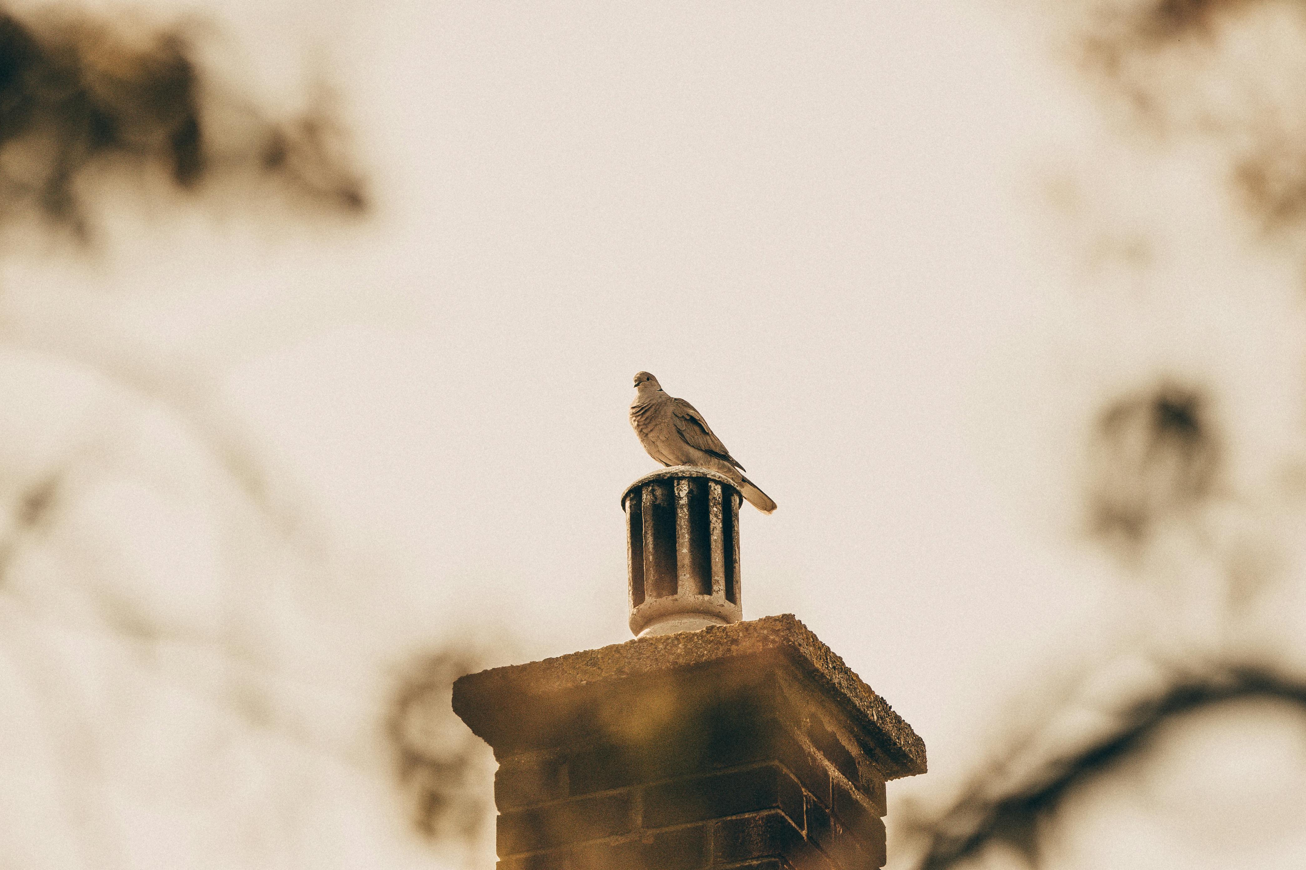 Expert Chimney Cap Installation in Rowlet, Texas